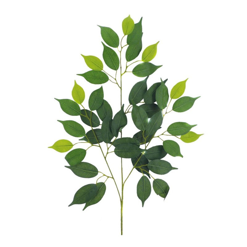 Feuillage Ficus