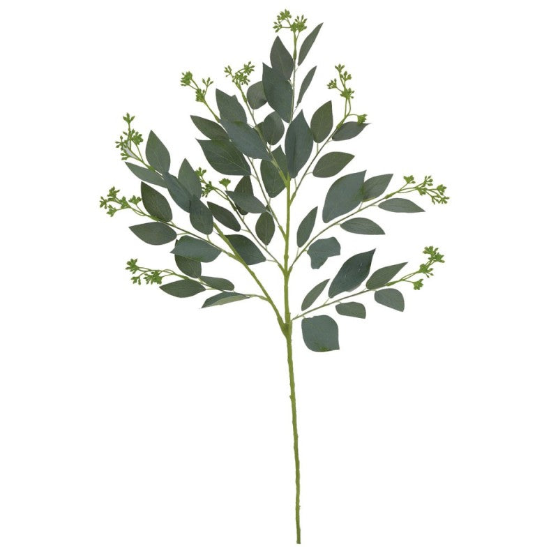 Tige feuille Eucalyptus