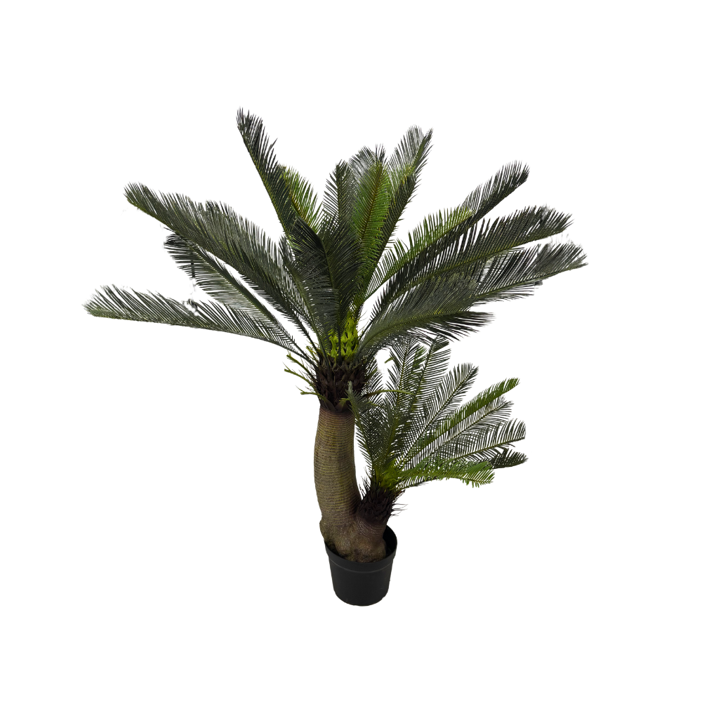 Cycas + cache-pot
