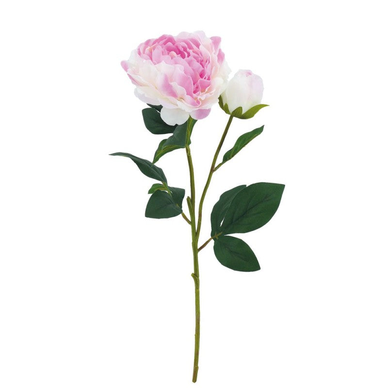 Tige Pivoine