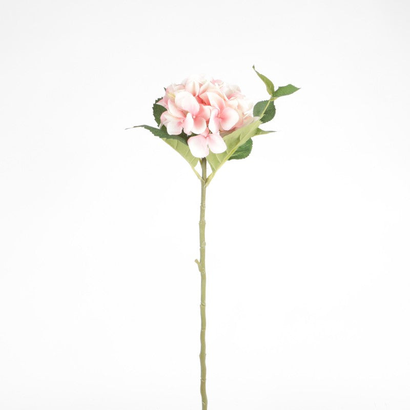 Tige d'Hortensias