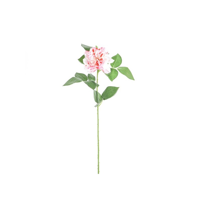 Tige de Rose Charlotte