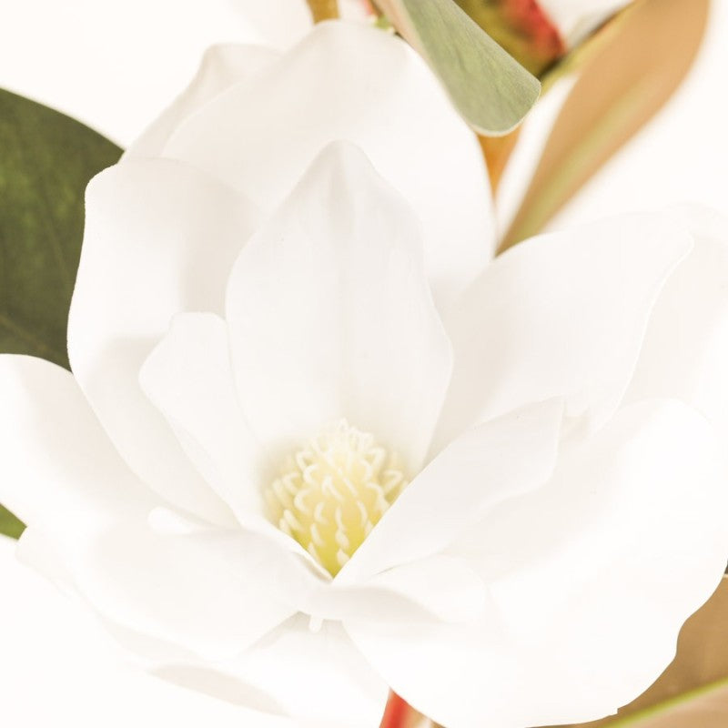 Tige de Magnolia