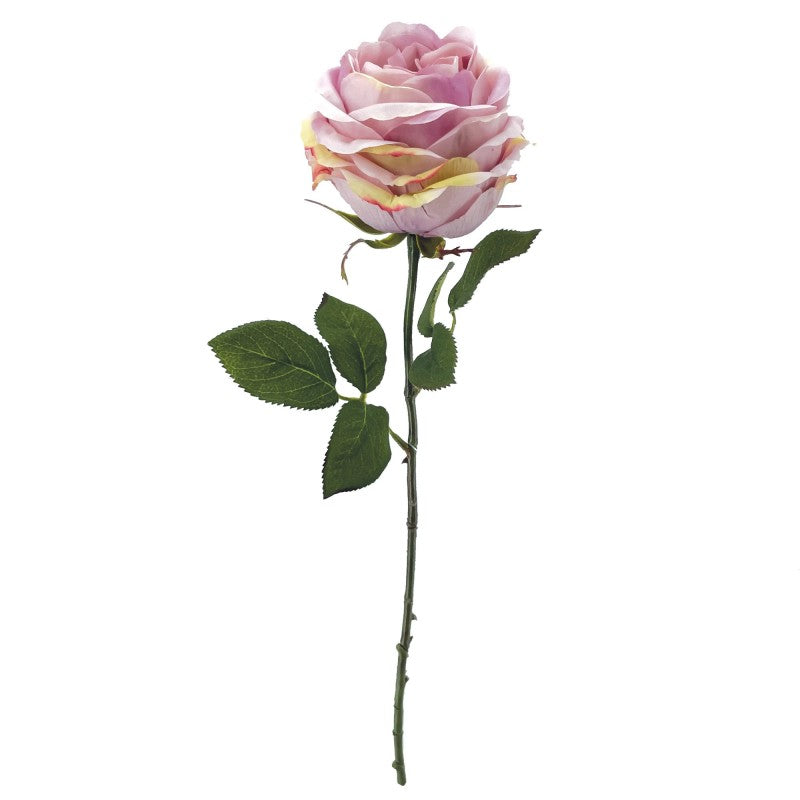 Tige de Rose Ancienne