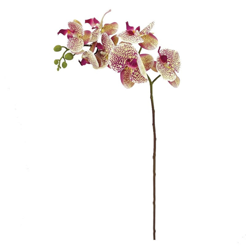 Tige Phalaenopsis Moucheté