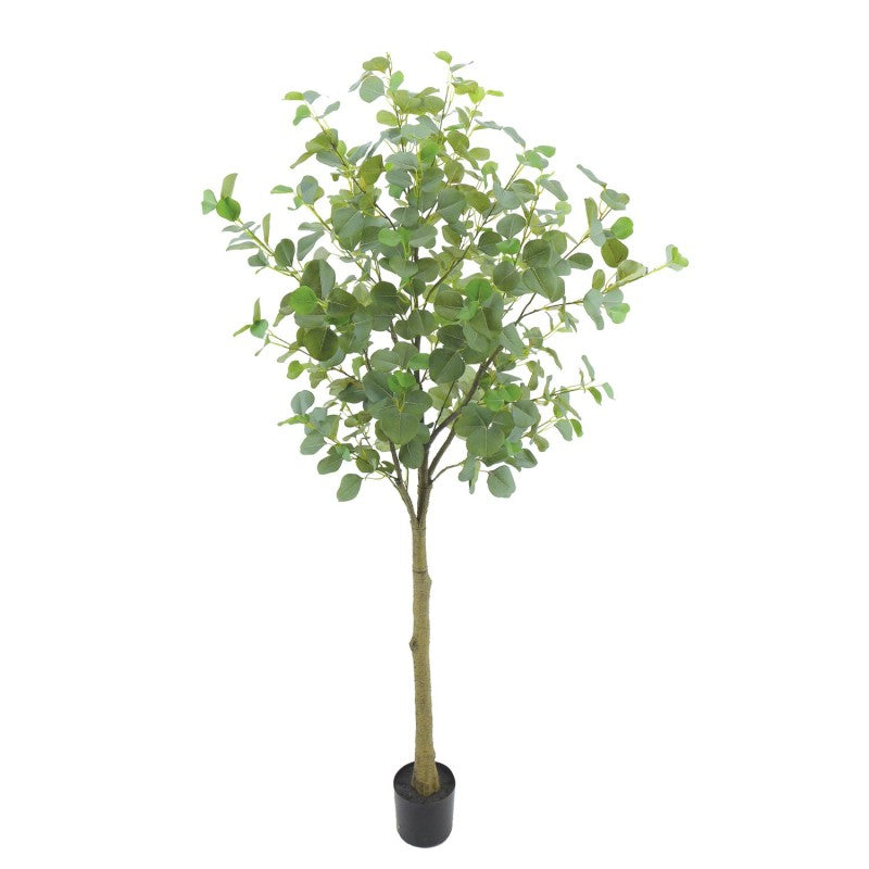 Eucalyptus Feuille ronde