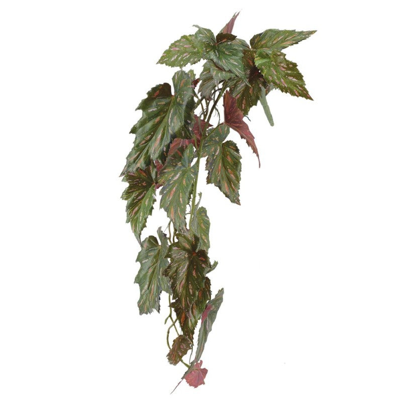 Chûte de Begonia