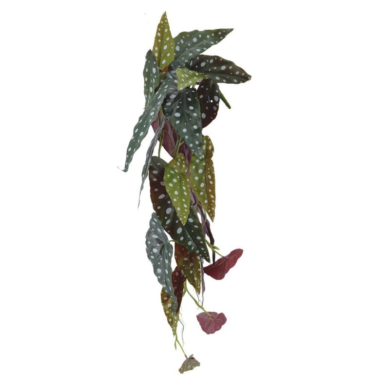 Chûte d'Alocasia