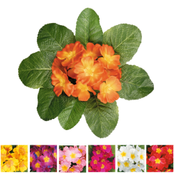 Piquet de Primevères en Assortiment - Fleurs Colorées pour Décorer Vots Espace