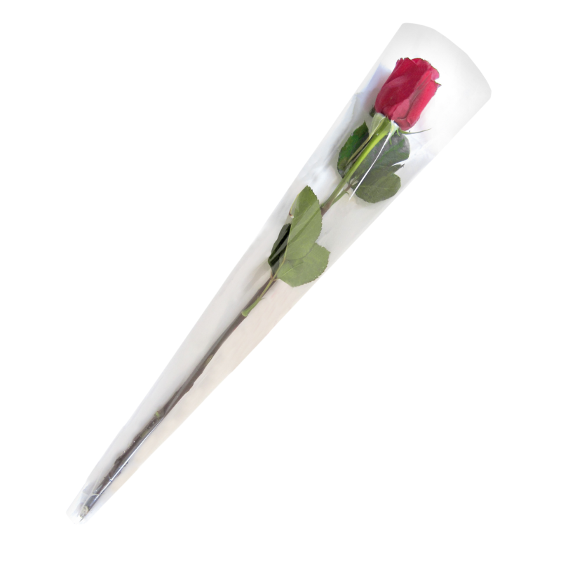 Cône pour Rose