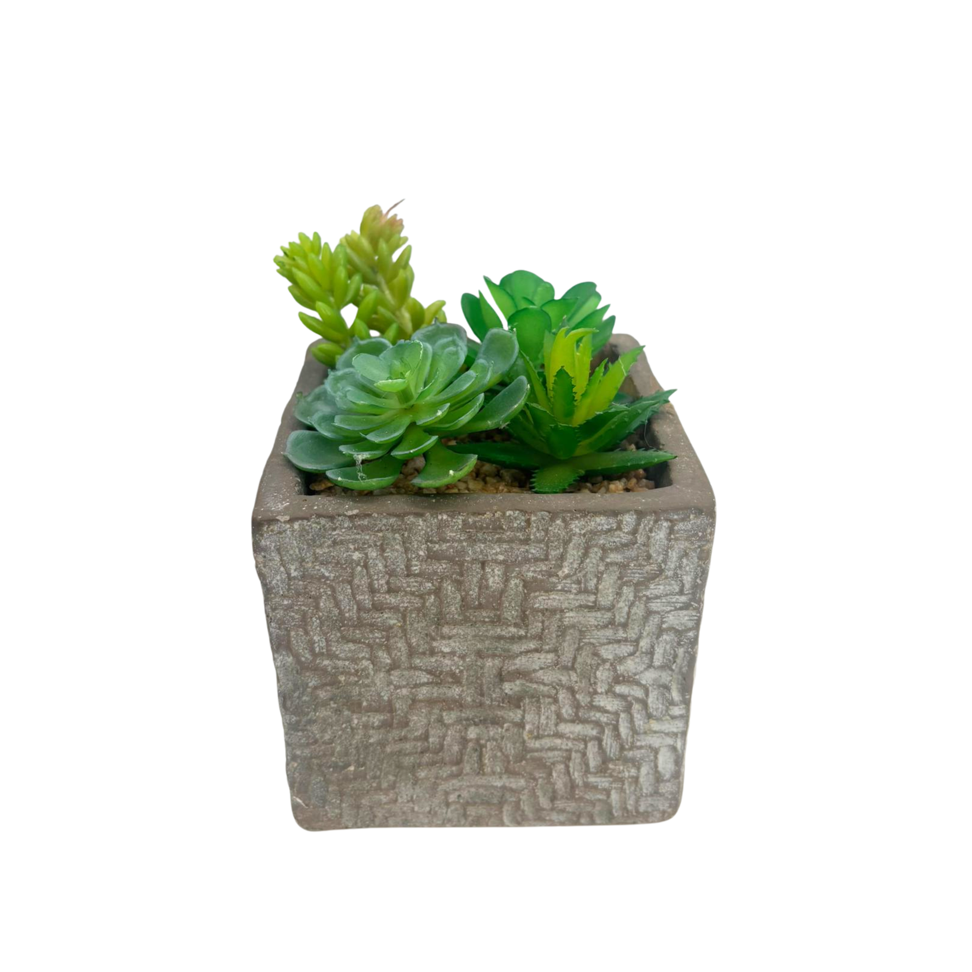 Succulente en pot