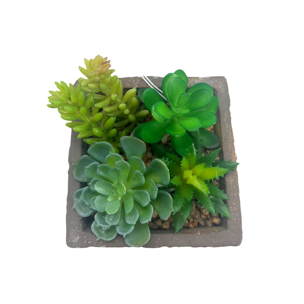 Succulente en pot