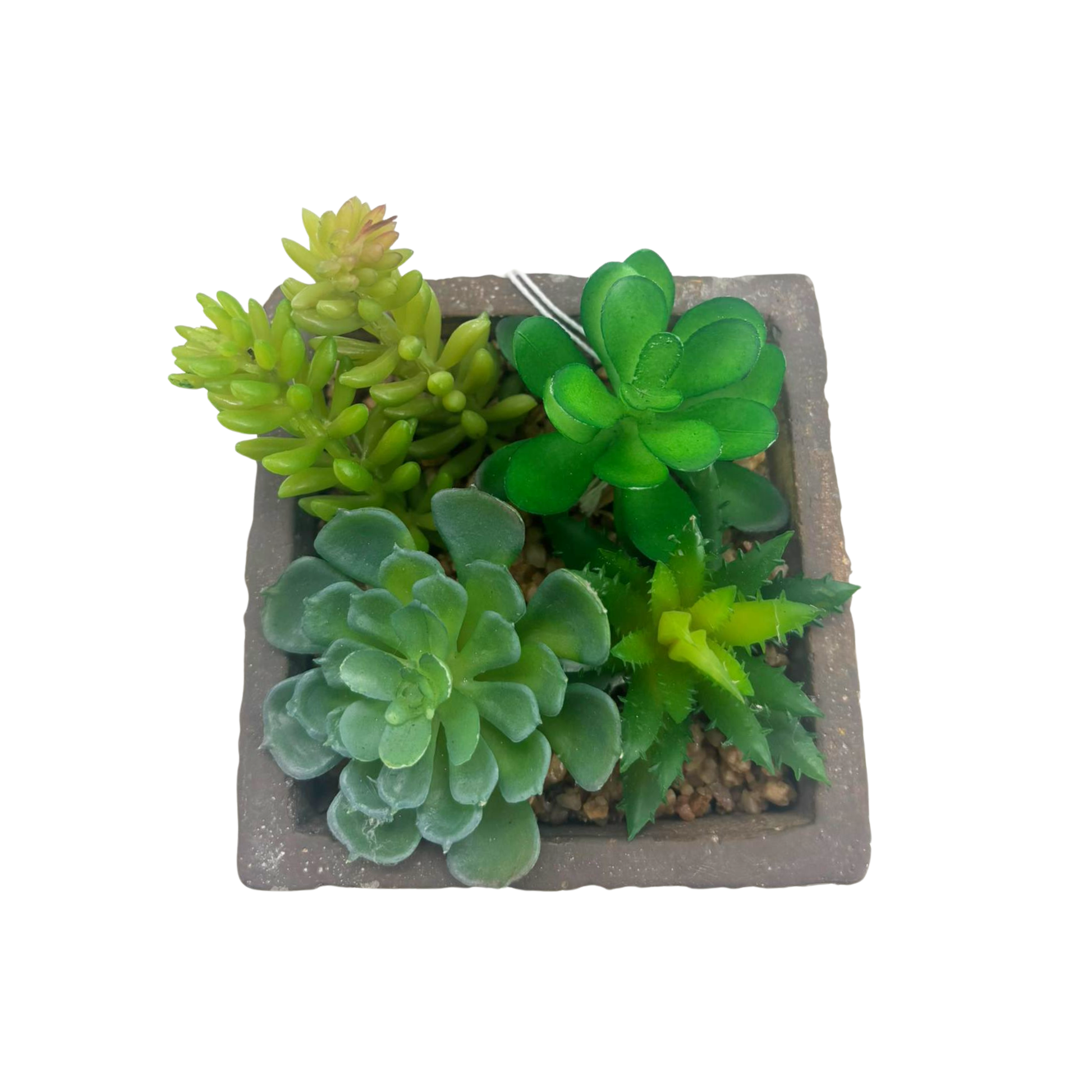 Succulente en pot