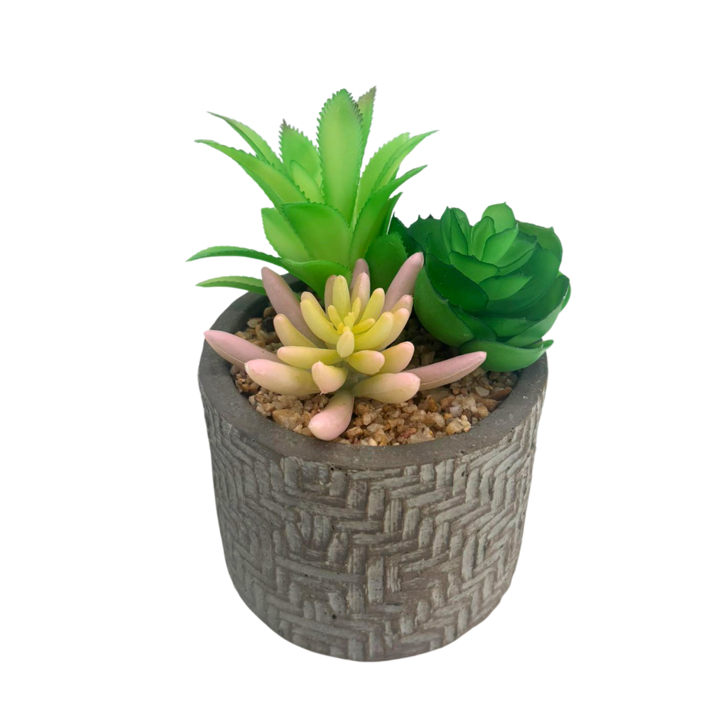 Succulente en pot