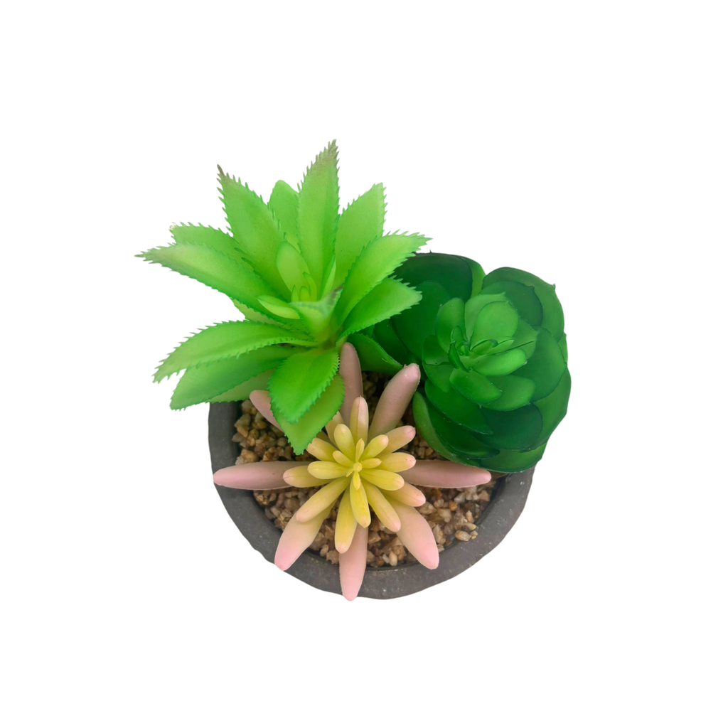 Succulente en pot