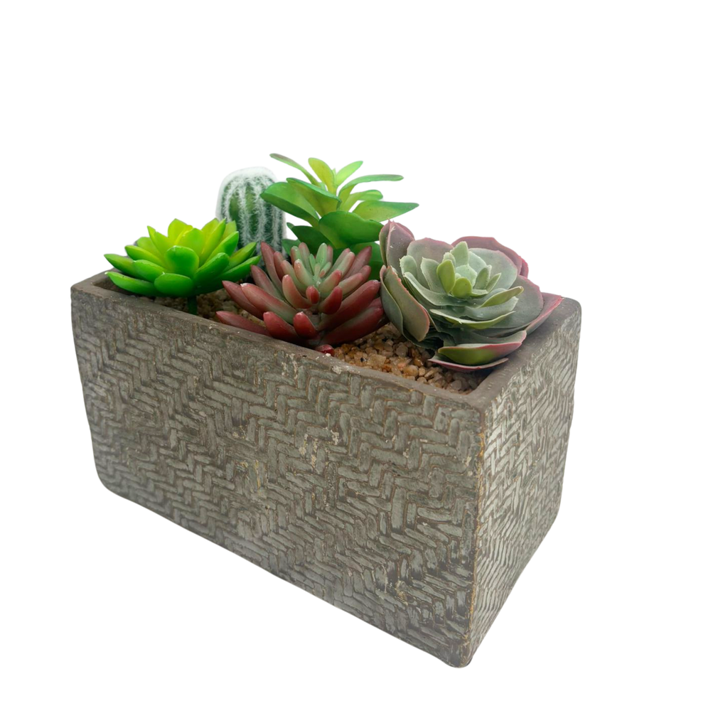 Succulente en pot