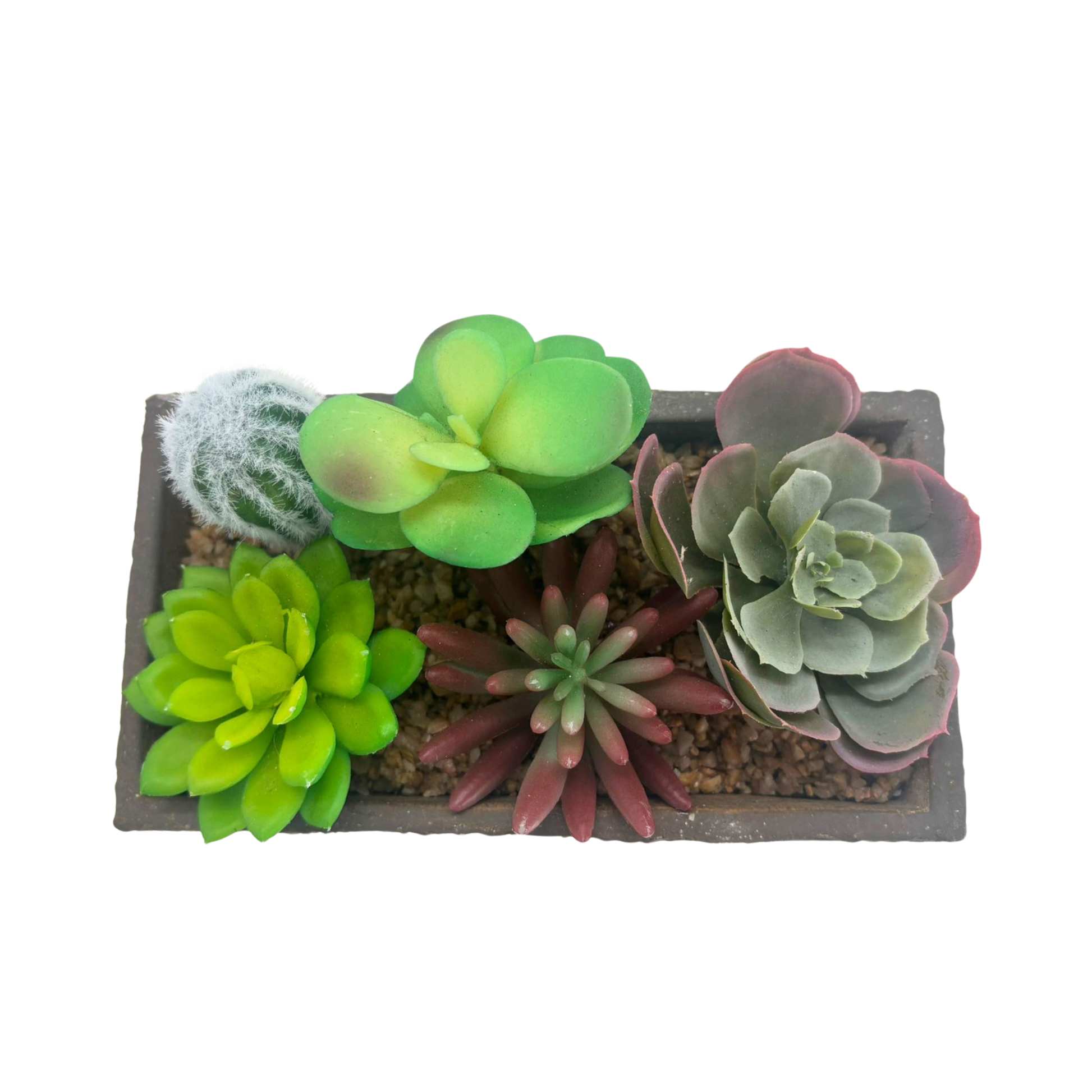 Succulente en pot