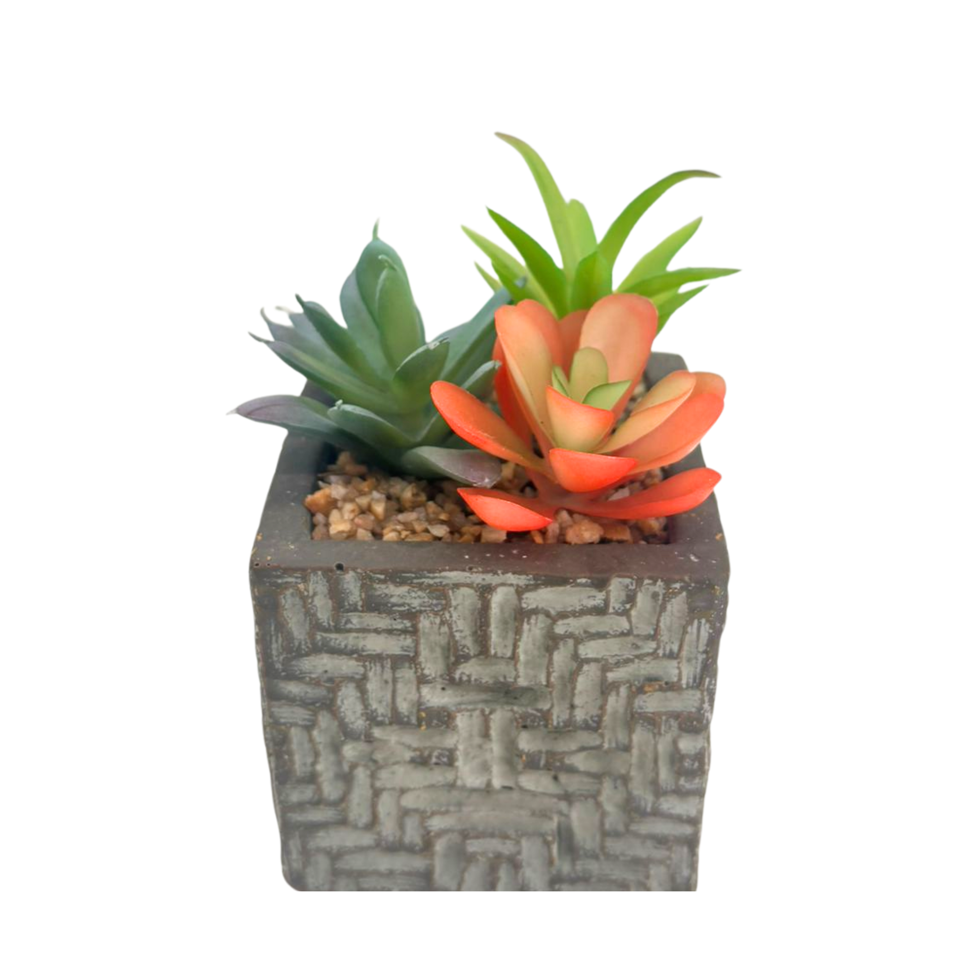 Succulente en pot