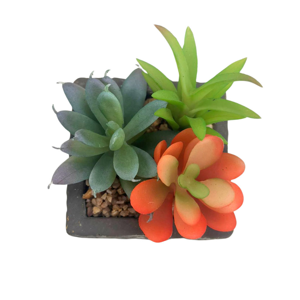 Succulente en pot