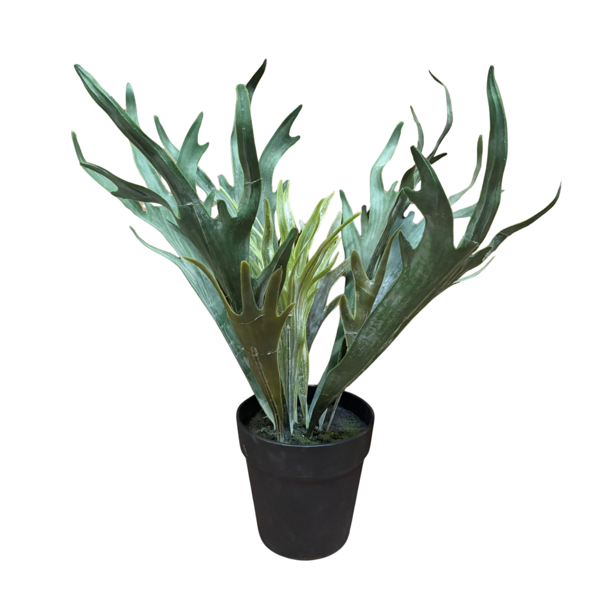 Platicerium artificiel