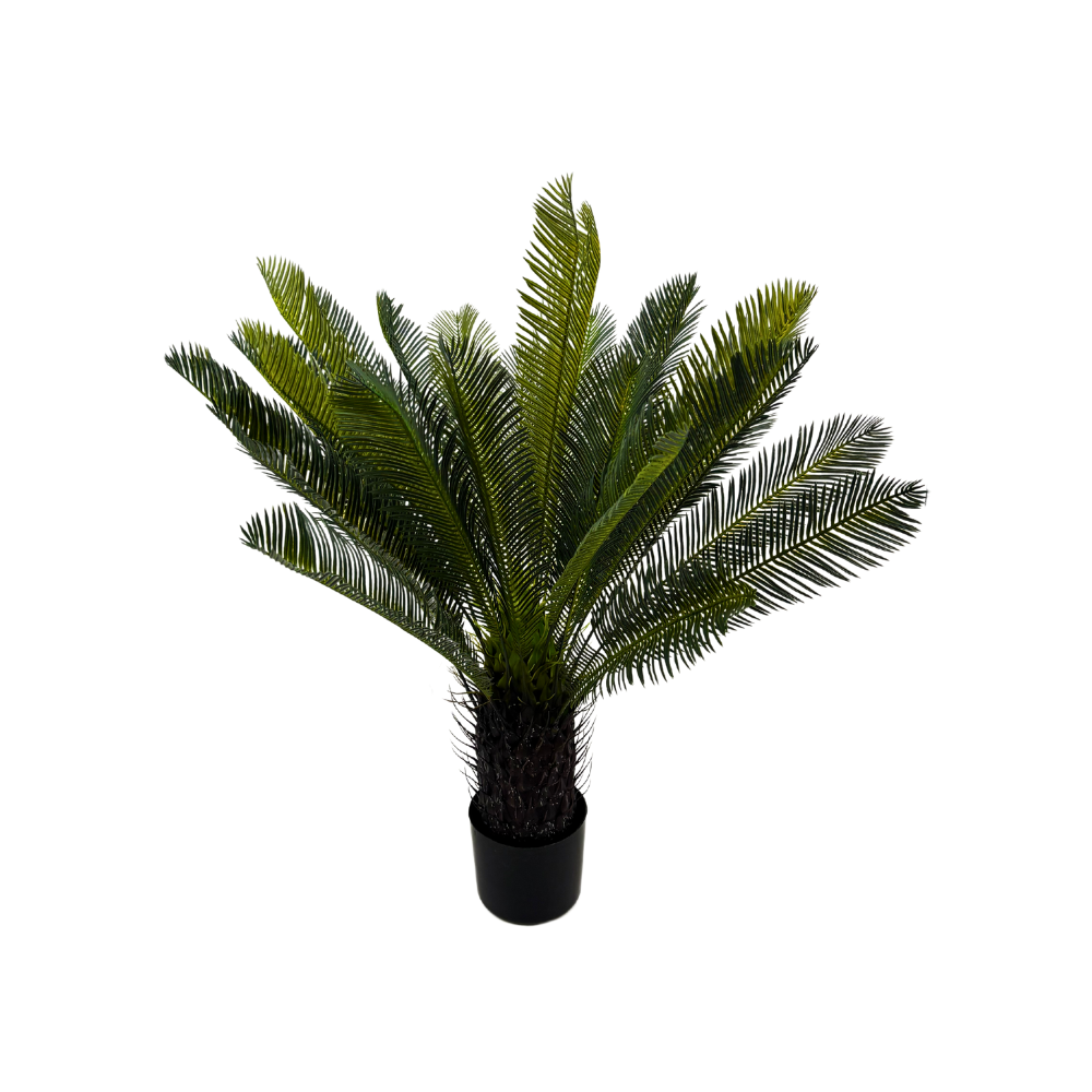 Cycas