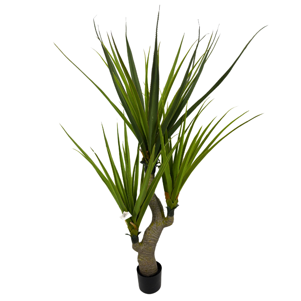 Yucca + cache-pot
