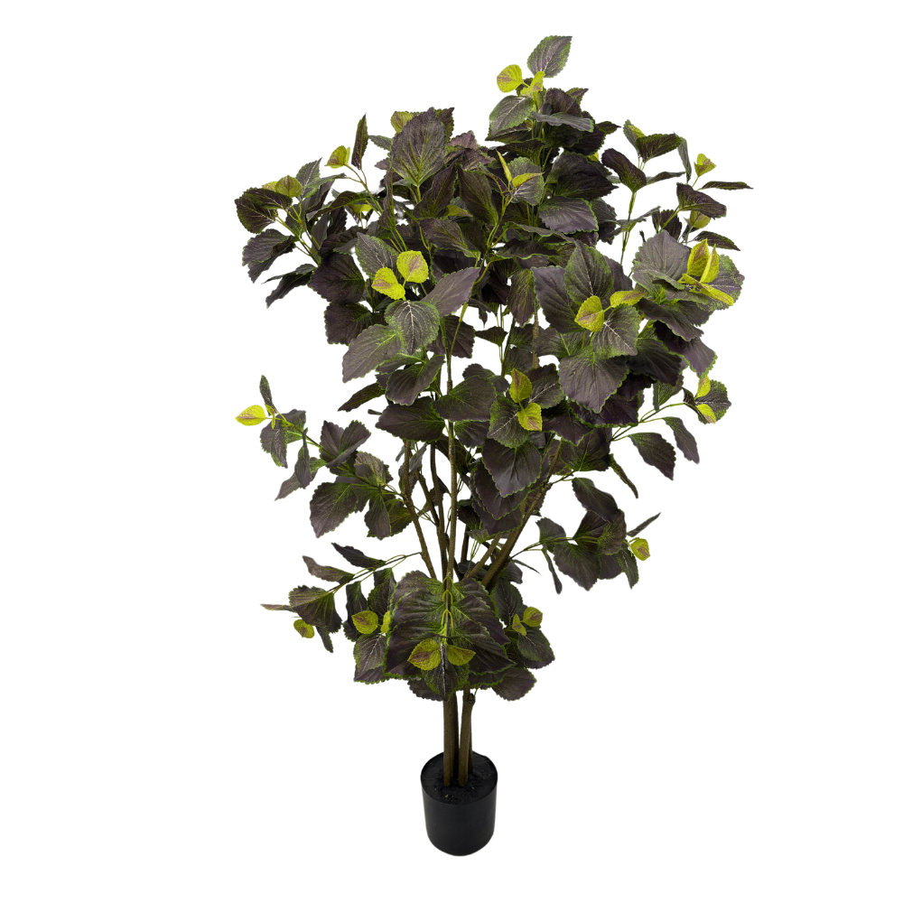 Plante Perilla