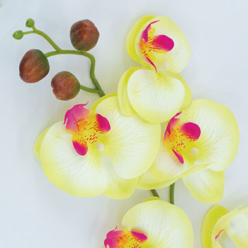 Tige Phalaenopsis