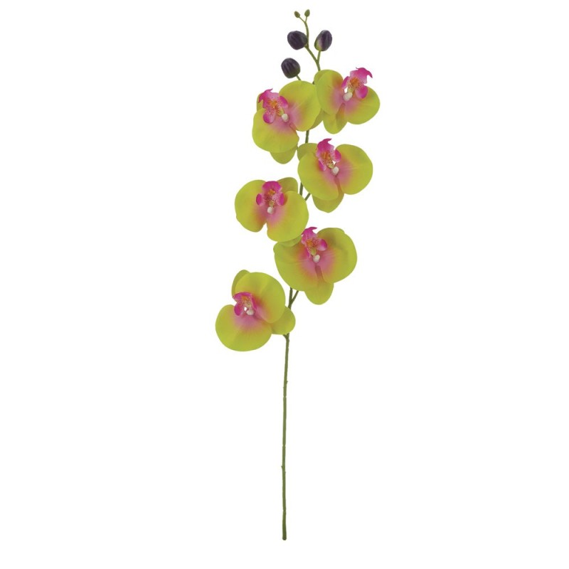 Tige Phalaenopsis
