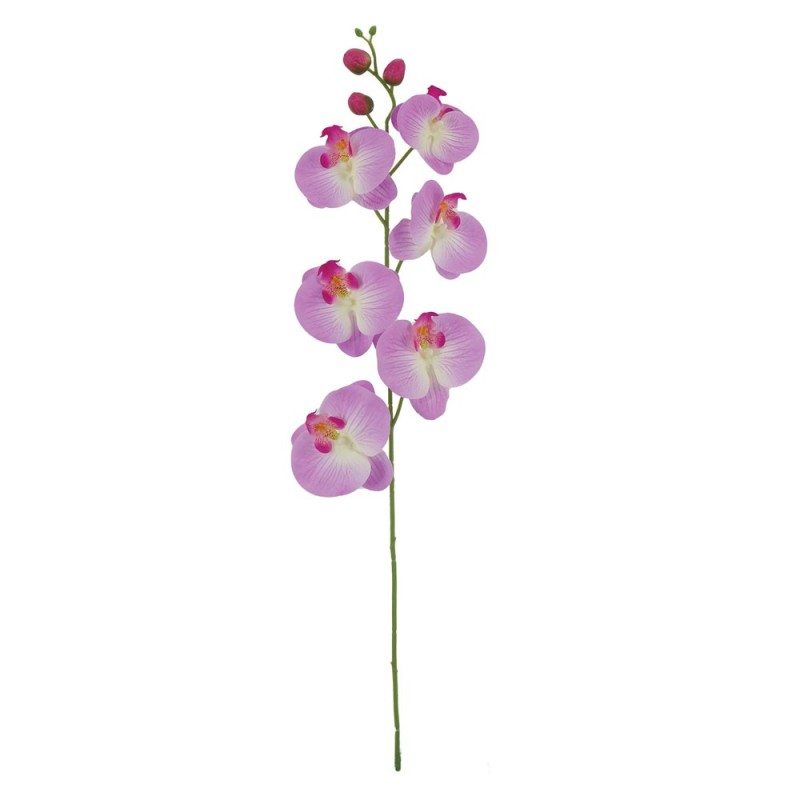 Tige Phalaenopsis