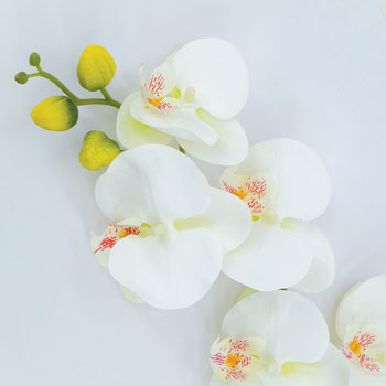Tige Phalaenopsis