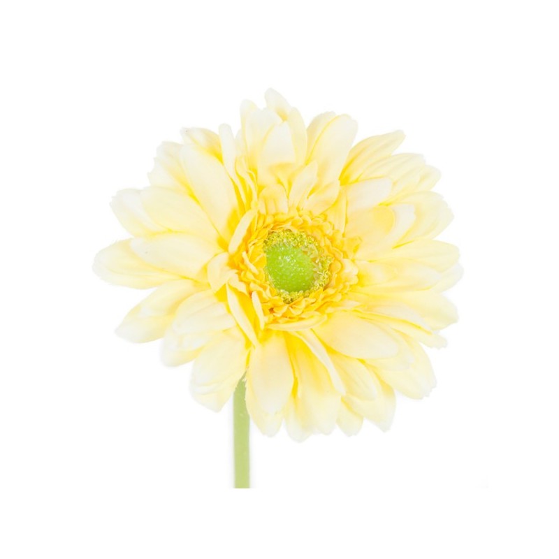 Tige de Gerbera