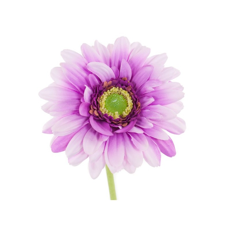 Tige de Gerbera