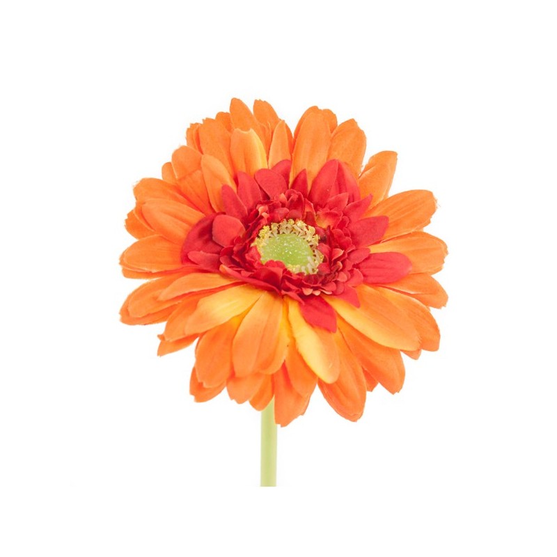 Tige de Gerbera