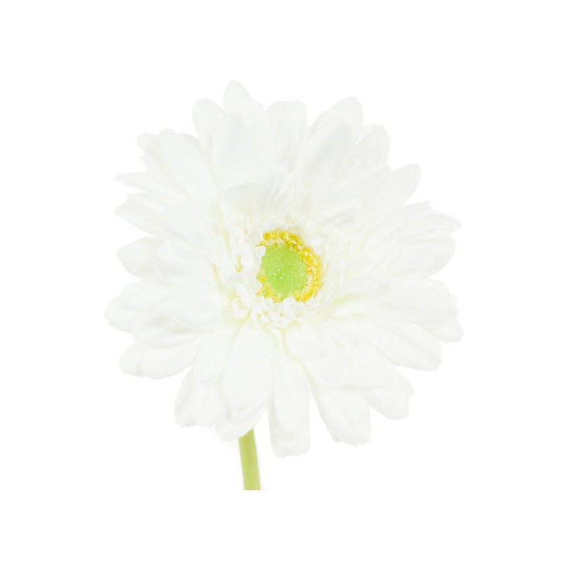 Tige de Gerbera