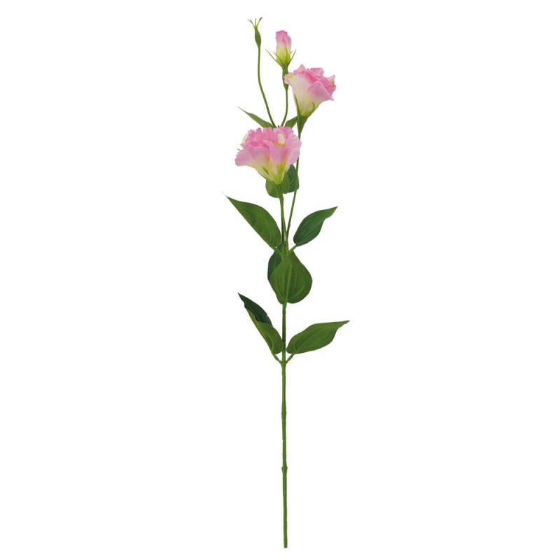 Tige Lisianthus