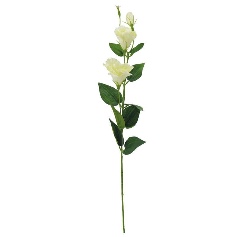 Tige Lisianthus