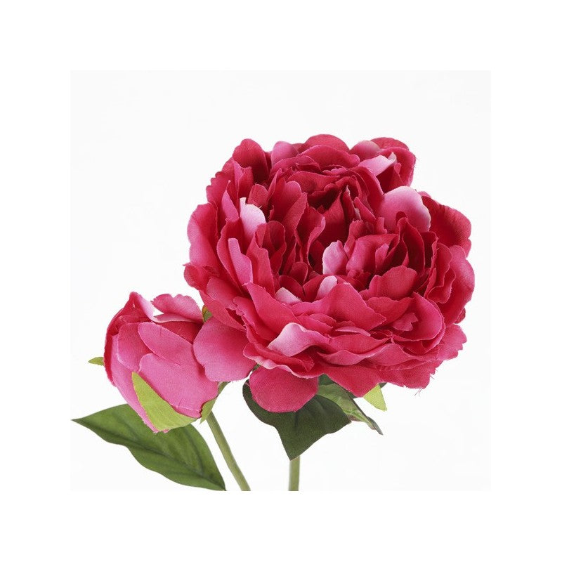 Tige Pivoine