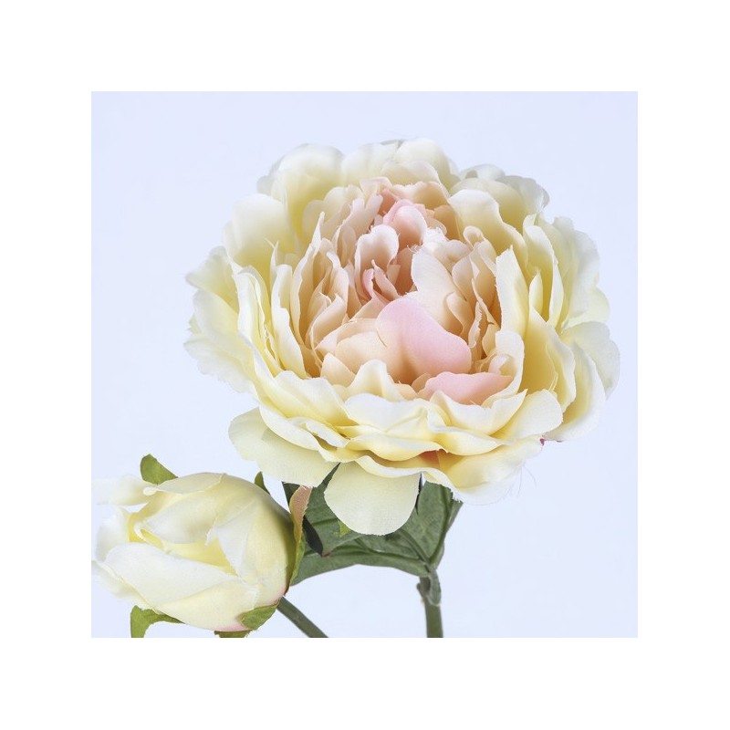 Tige Pivoine
