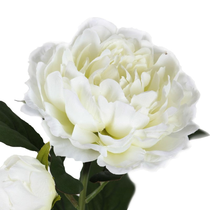 Tige Pivoine