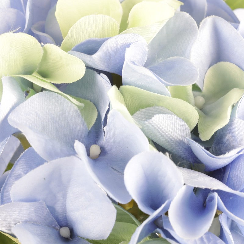 Tige d'Hortensias
