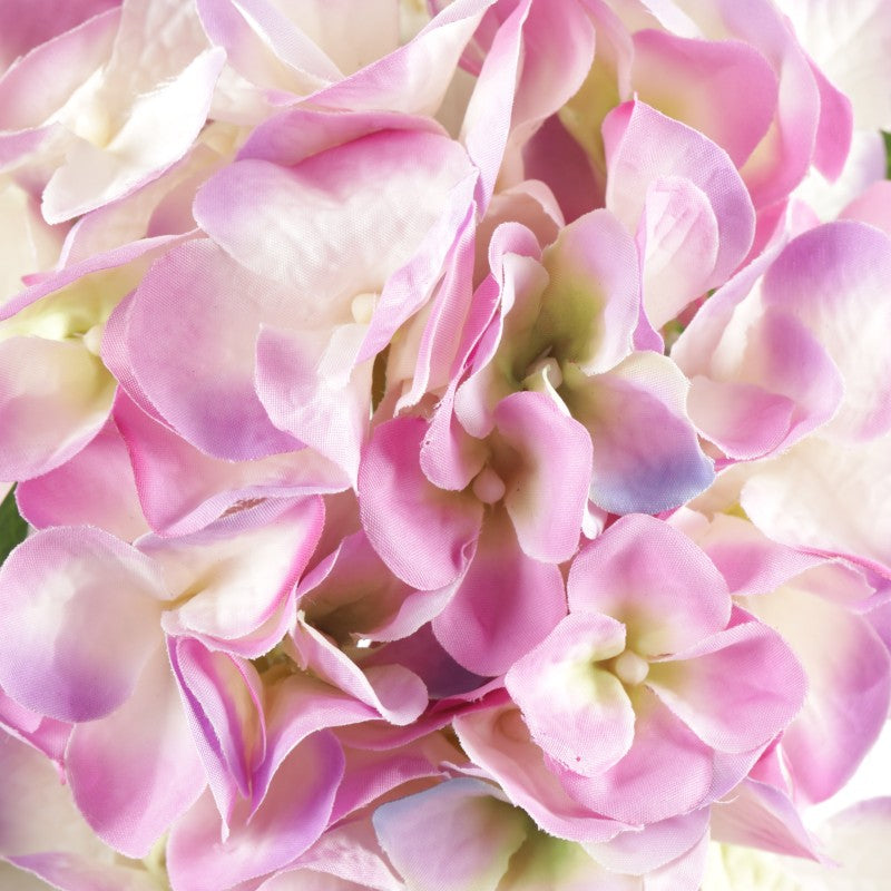 Tige d'Hortensias