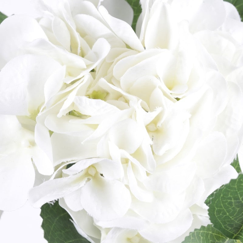 Tige d'Hortensias
