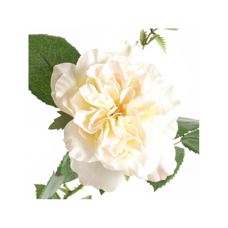 Tige de Rose Charlotte