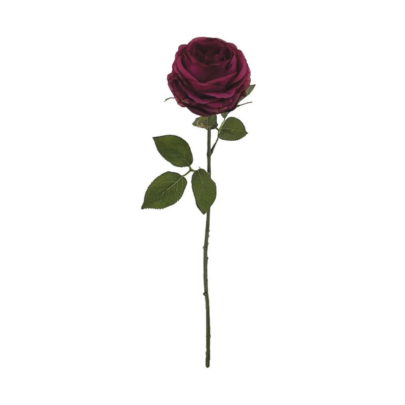 Tige de Rose Ancienne