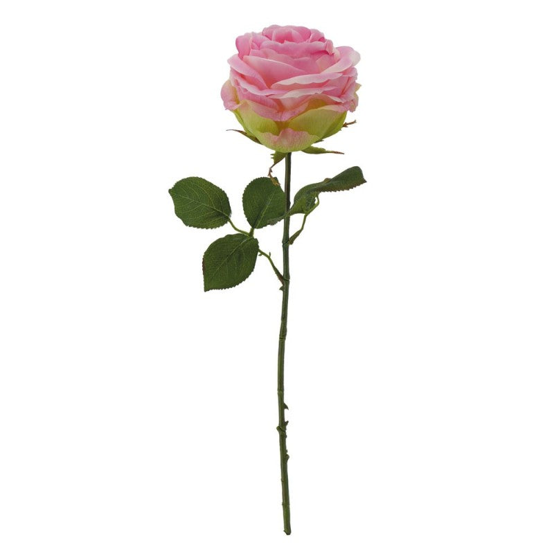 Tige de Rose Ancienne