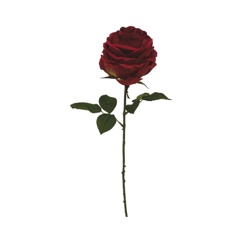 Tige de Rose Ancienne