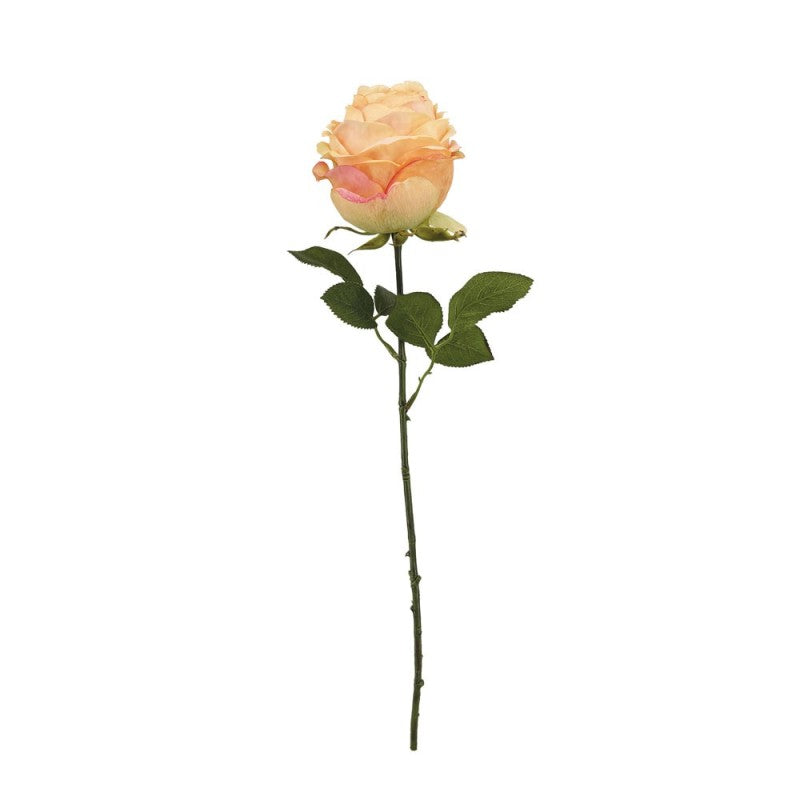 Tige de Rose Ancienne