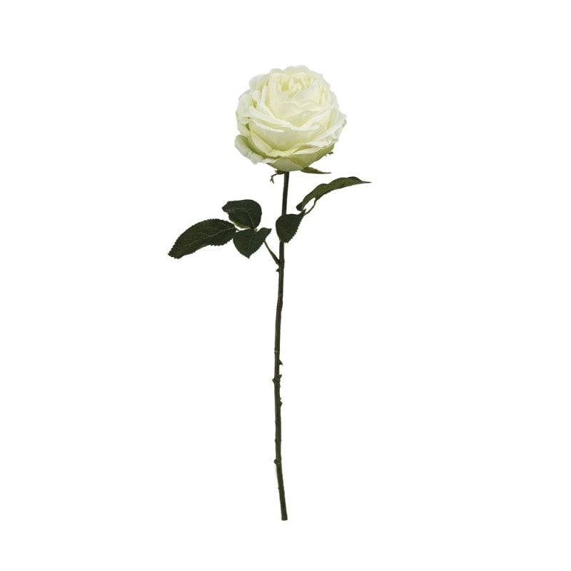 Tige de Rose Ancienne
