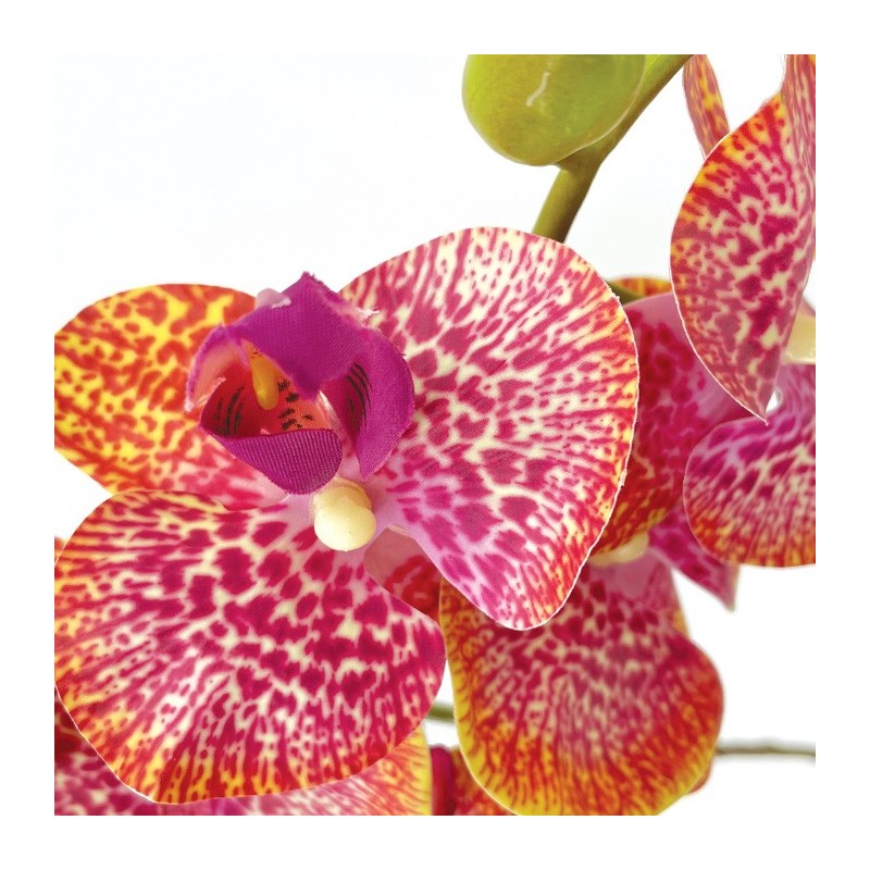 Tige Phalaenopsis Moucheté